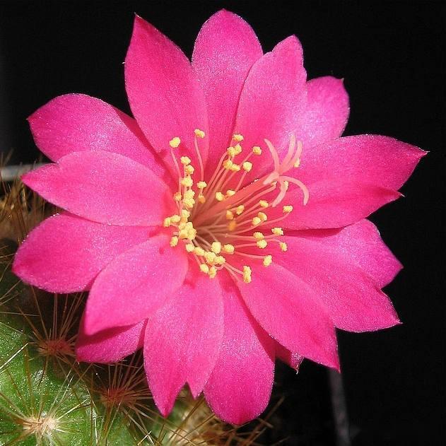 仙花你真美