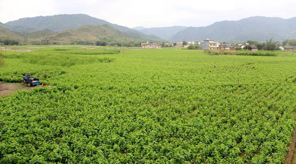 始兴罗坝镇多措并举,推动蚕桑产业发展_桑农