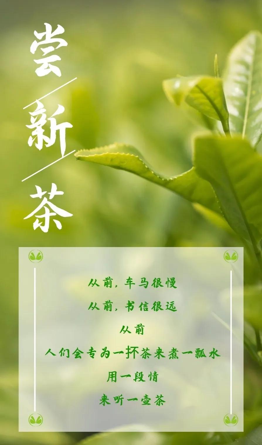 一朝春雨过褒姒故里邀您试新茶