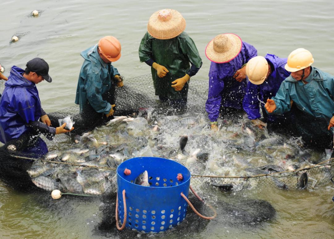 疫情重挫中国可持续水产出口,能靠扩大内需续命吗?