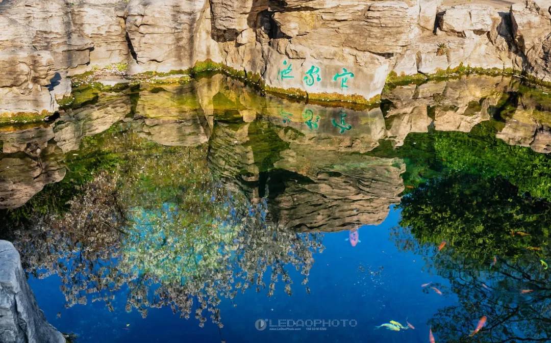 春倒泉城献给抗疫逆行英雄