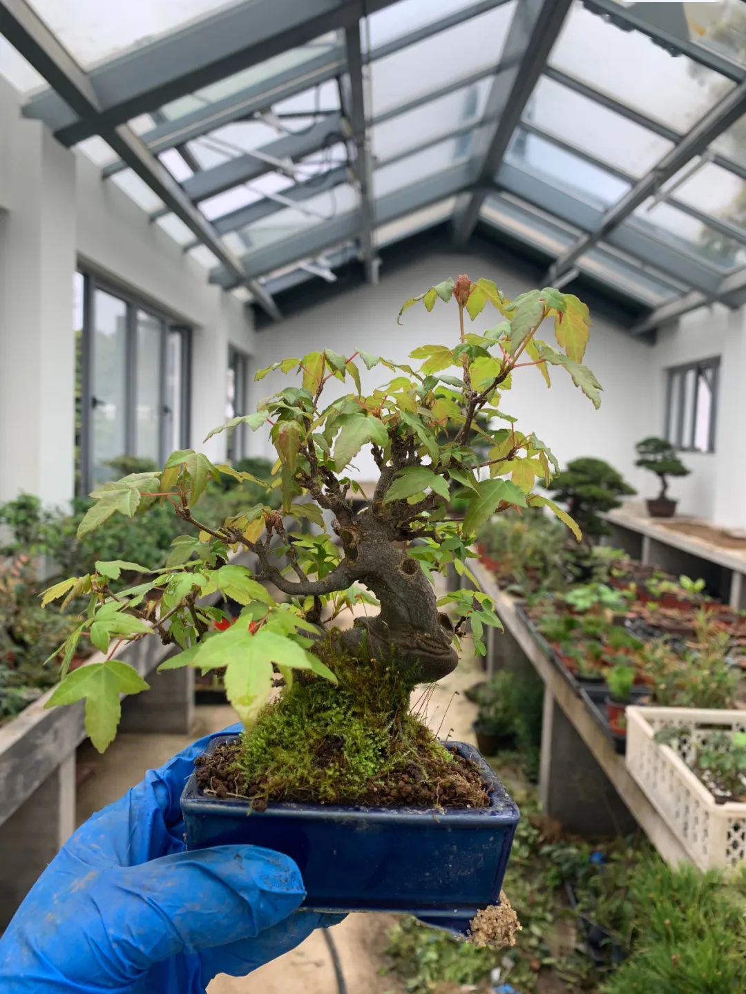 秋叶春花各擅胜场