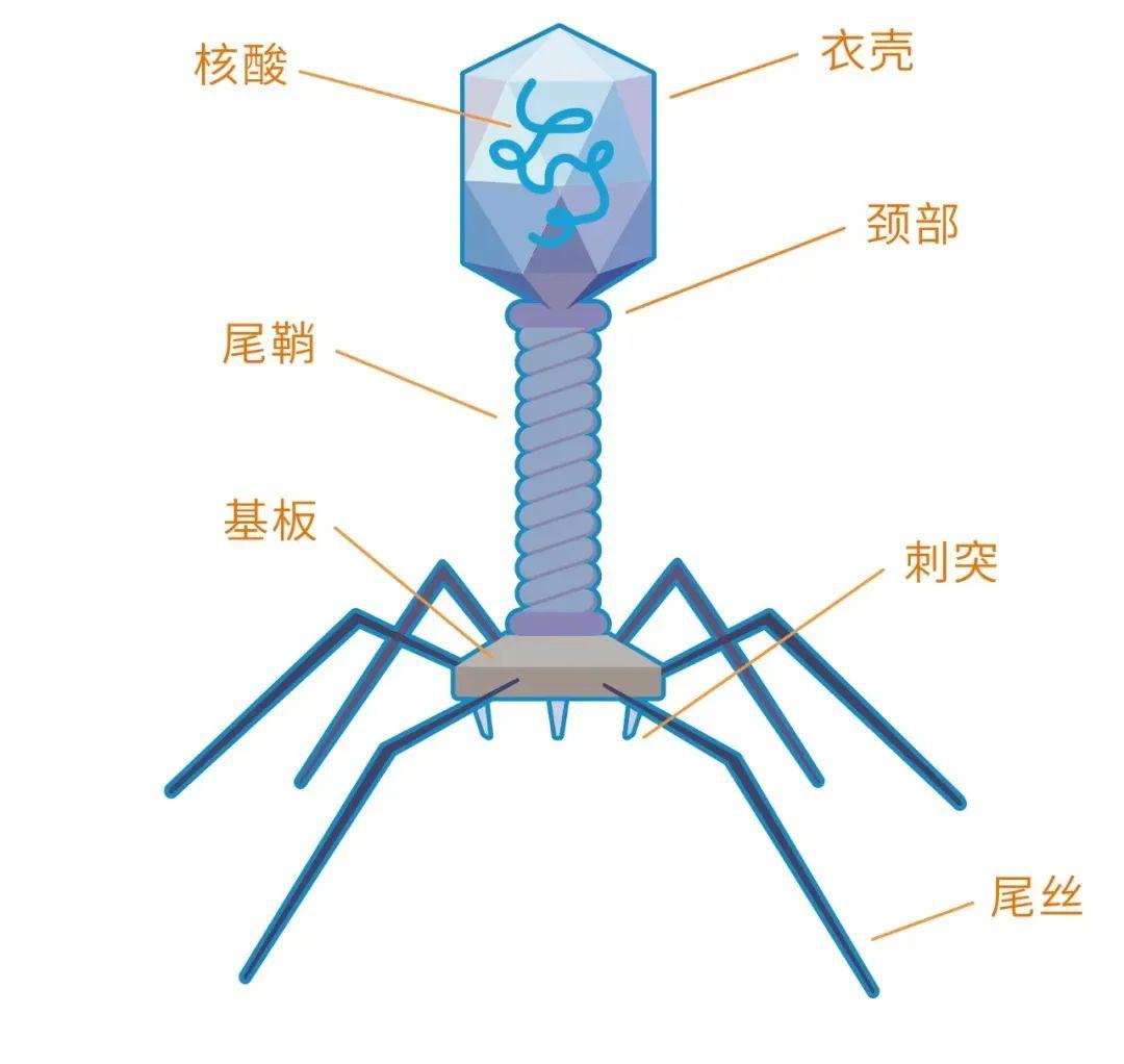 T4噬菌体的结构图片