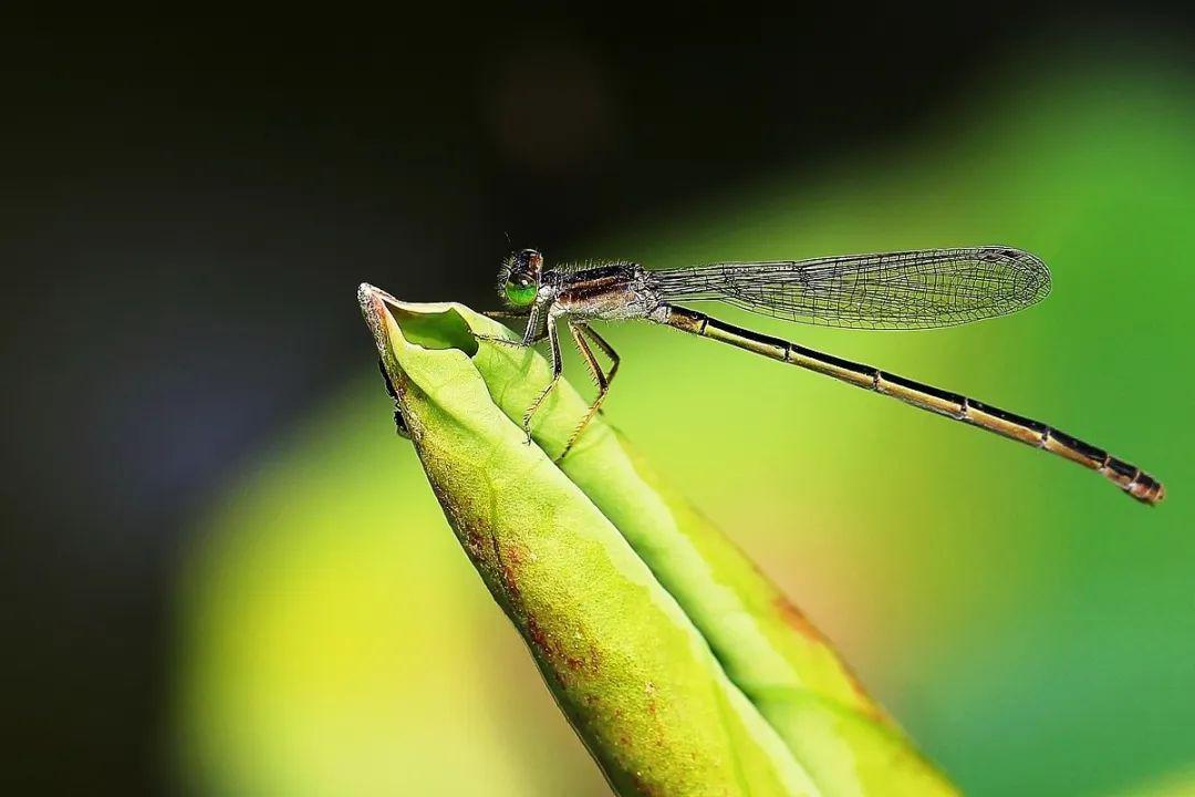 现实中的口袋妖怪20沙漠蜻蜓