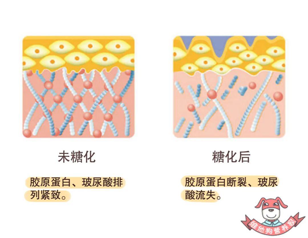 糖化前后图片图片