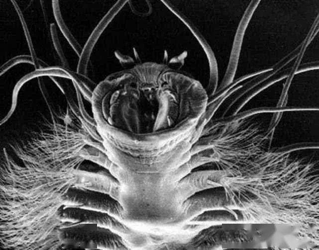 为什么温度一高冰虫反而会自溶5种极地生物完美的生存机制