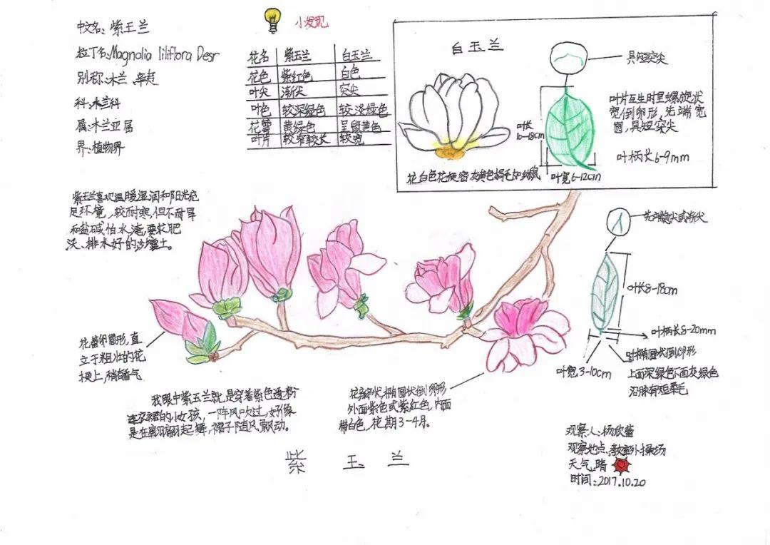 茉莉花自然笔记图片