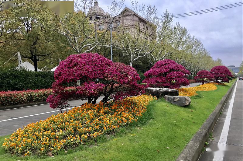 一街一景沪上绿化特色道路有花开一起在线欣赏吧