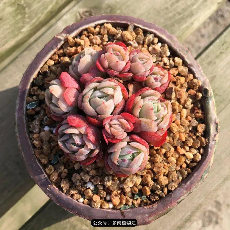 意外与多肉相遇未曾想眨眼间已经爱了整整五年