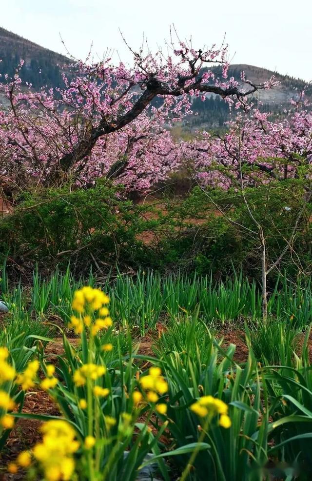 四月春盛万亩桃林里的灼灼芳华