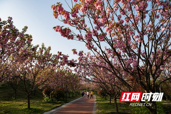 热烈而灿烂怀化学院的樱花正艳