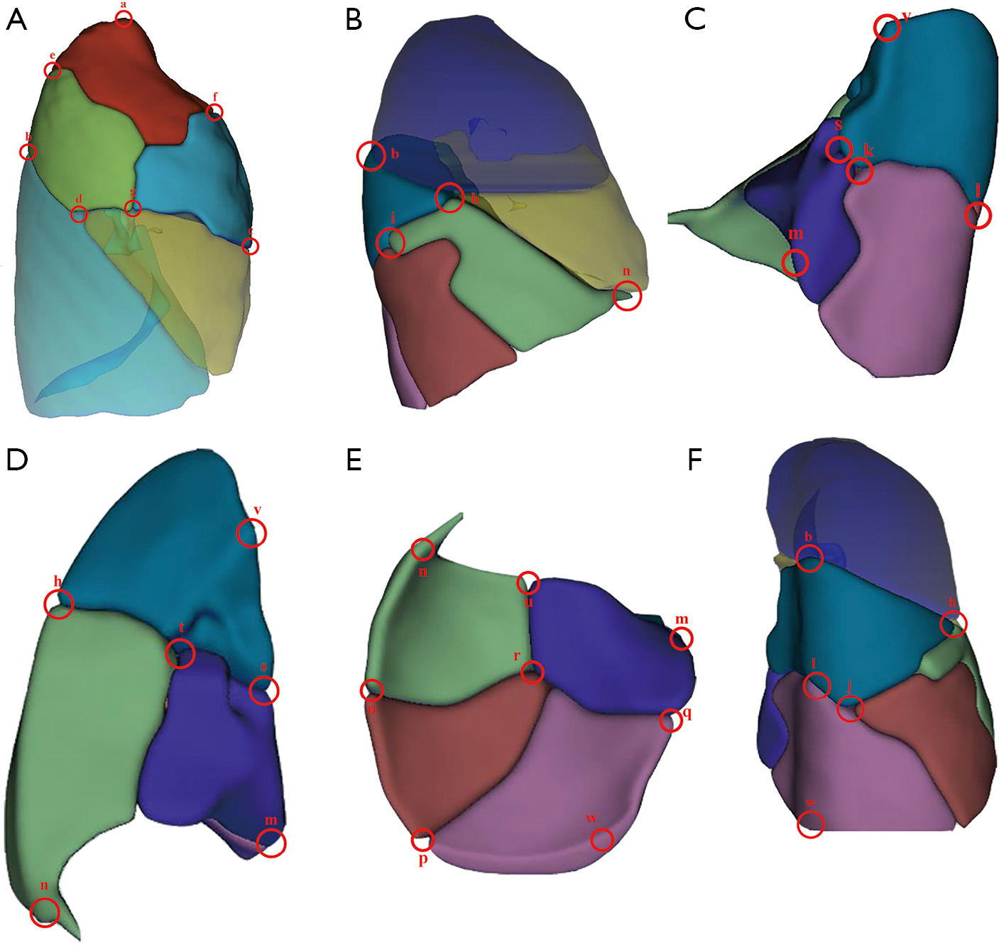 the anatomic landmarks of the lobe and intersegm