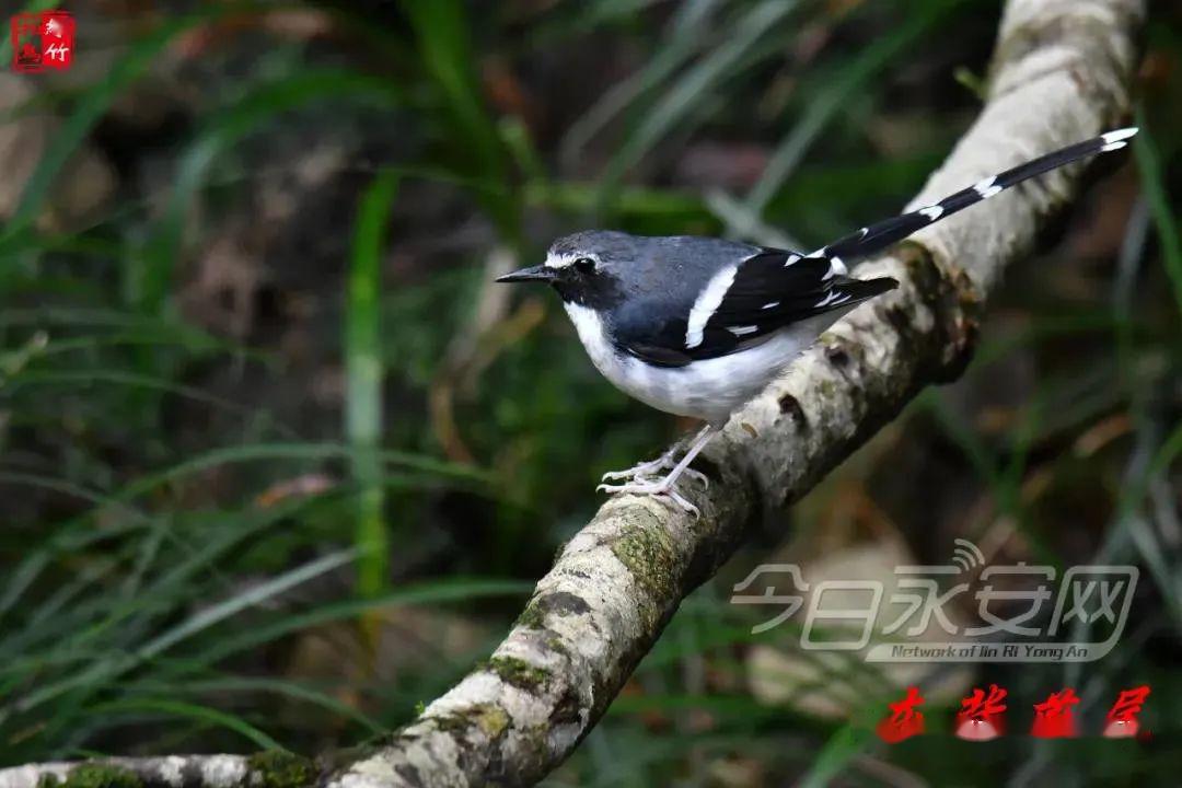 峨眉峰因为多深山溪谷,地形起伏复杂,终年山林常绿,植被覆盖率高,野生