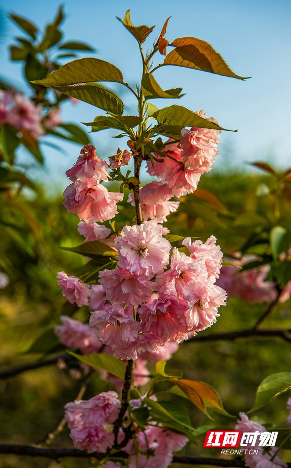热烈而灿烂怀化学院的樱花正艳