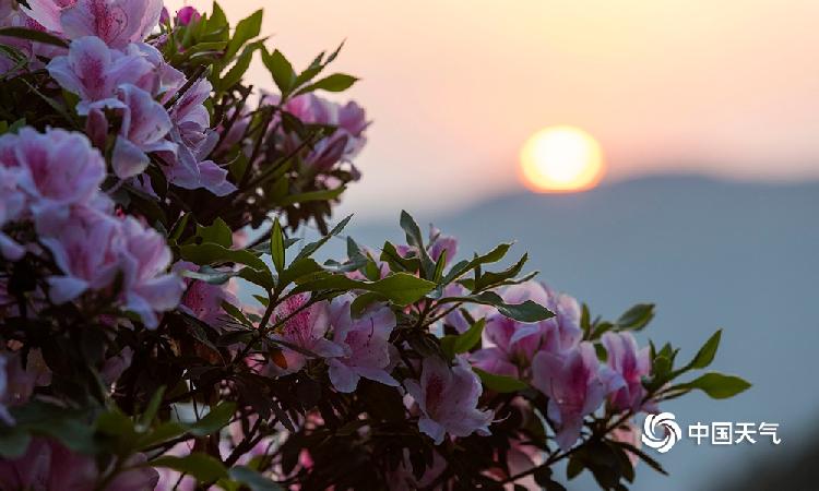 重庆南山开满杜鹃姹紫嫣红浪漫似锦