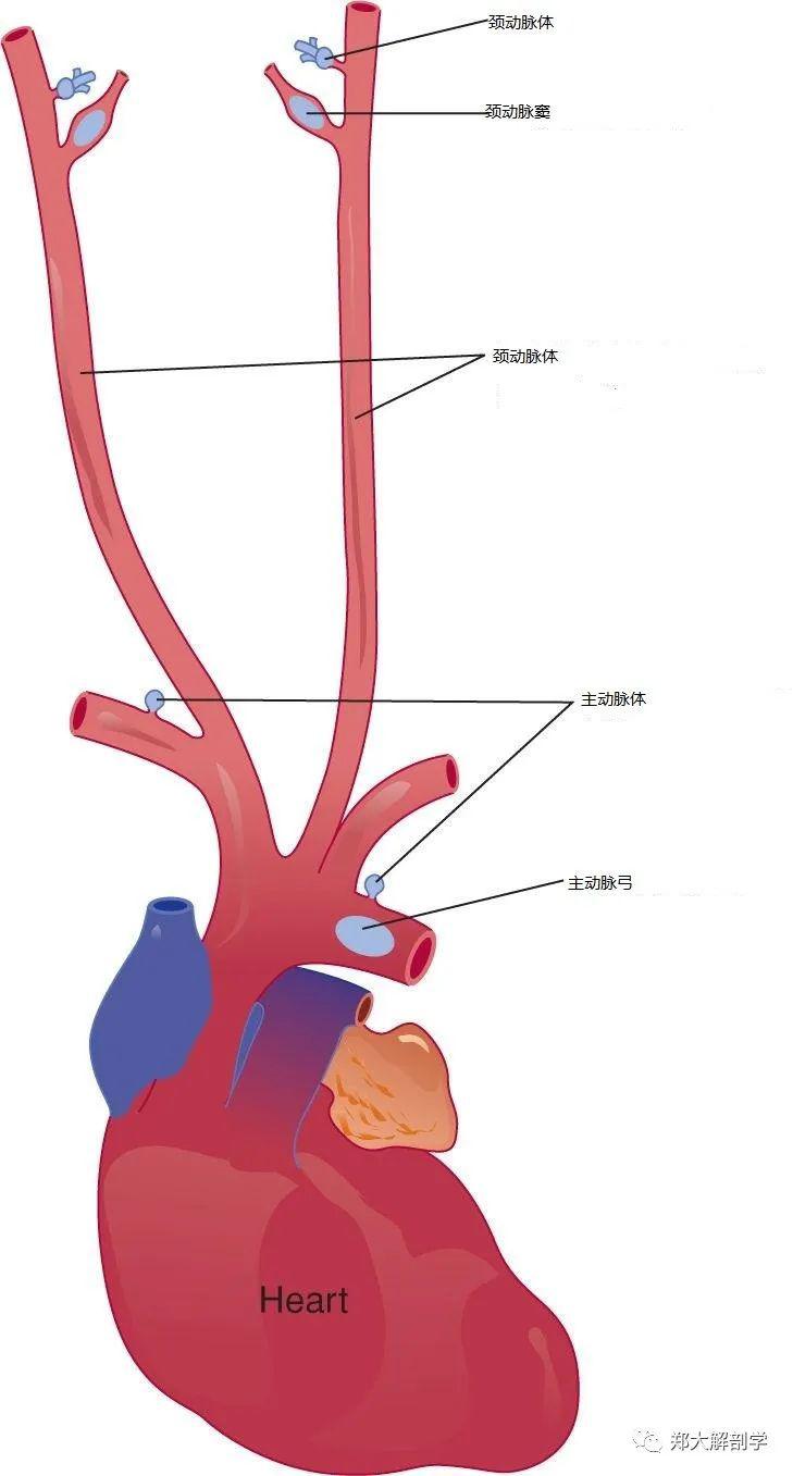 颈动脉和主动脉体的位置四,自主神经系统的等级调控在大脑和脊髓的