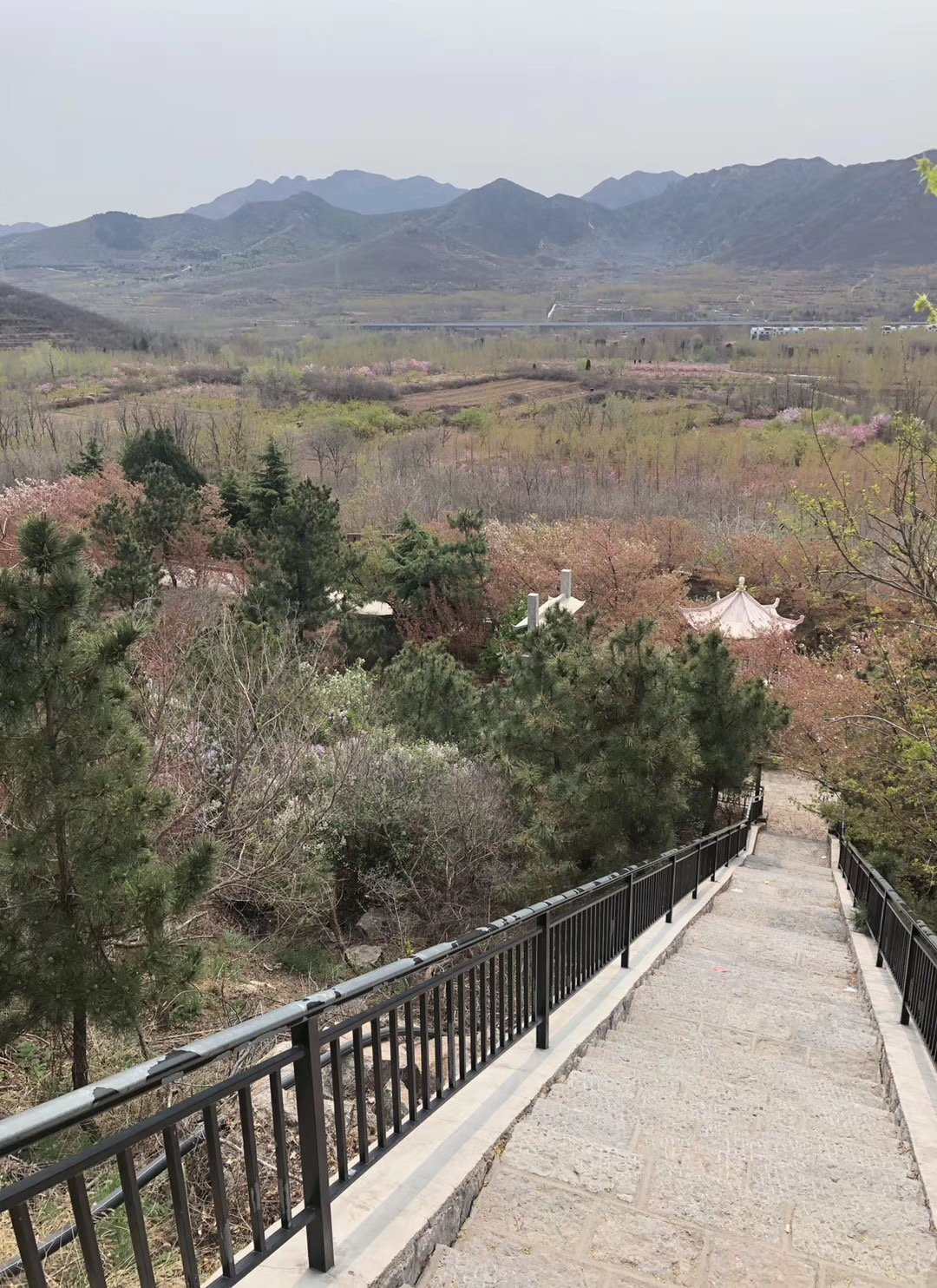 淋一場花雨嗅一片花香鄒平櫻花山數萬株櫻花絢麗綻放