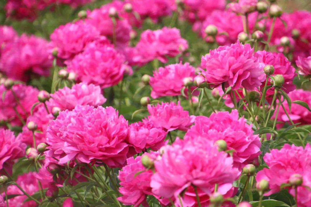 花种:芍药花期:5月初芍药承春宠,何曾羡牡丹,置身