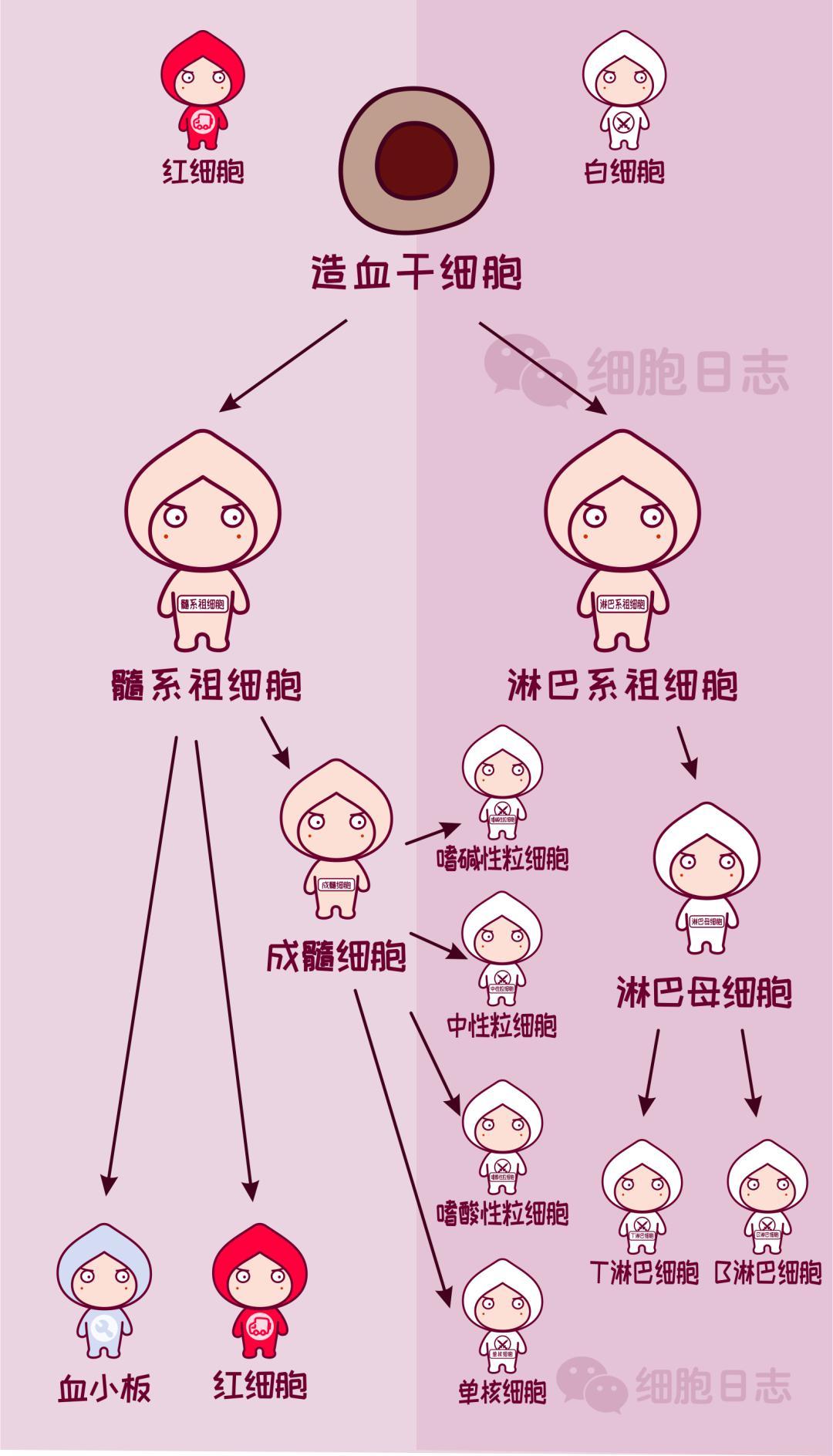 红细胞和白细胞是兄妹