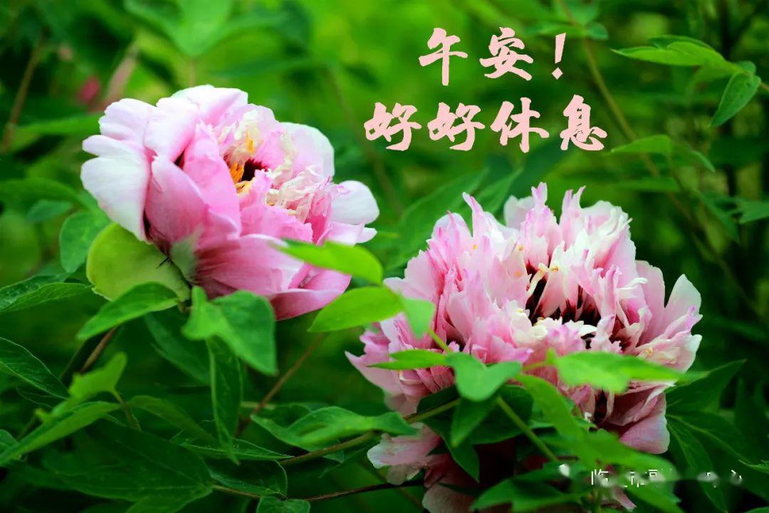 送你一组河州牡丹表情包,转发亲朋好友送祝福