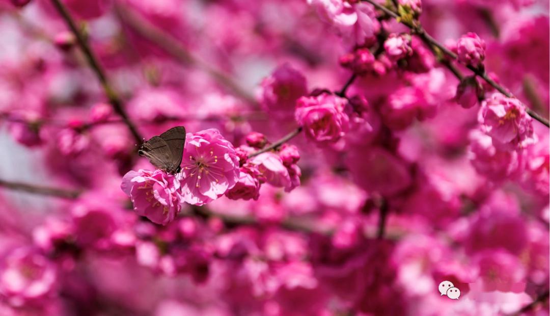 科工飞花令你敢来挑战吗