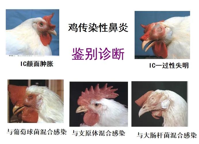 鸡传染性鼻炎是由副鸡禽杆菌(apg)引起的一种急性上呼吸道传染病,传播