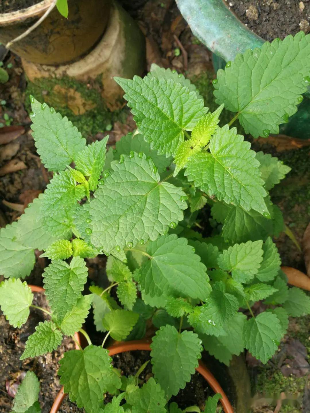 藿香 agastache rugosa ,唇形科多年生草本.全草入藥,味辛,微溫.