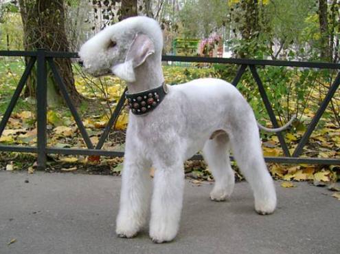 市公安局通告今起罗平城区禁止饲养这49种狗