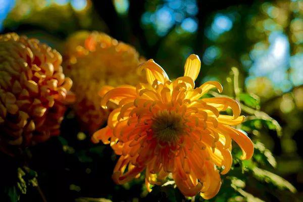 芳菊开林耀 璀璨入镜来——第十三届中国菊花展览会艺术摄影大赛获奖