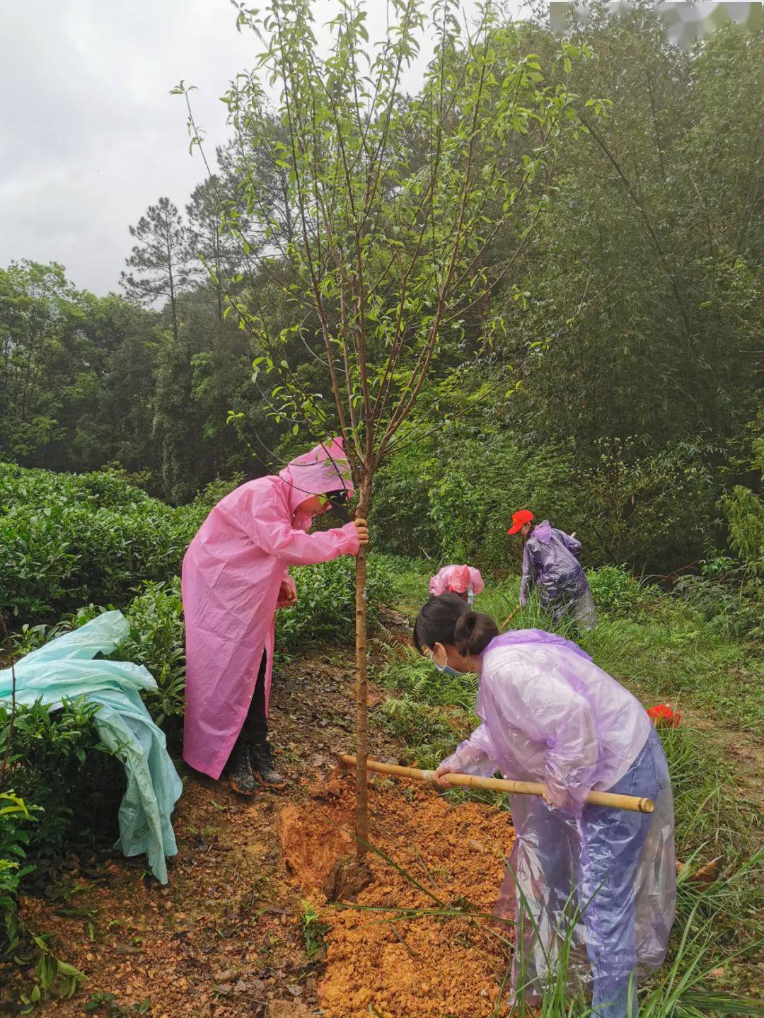 种植樱花树桃花树等450棵昭平也将有这么美的茶花美景