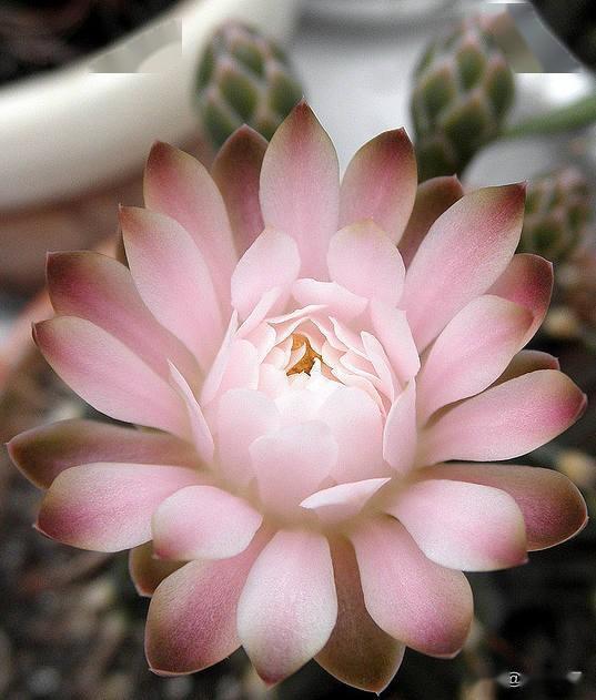 仙花你真美