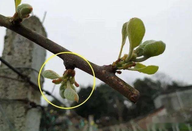 春季猕猴桃树为什么一定要抹芽怎么来进行抹芽呢