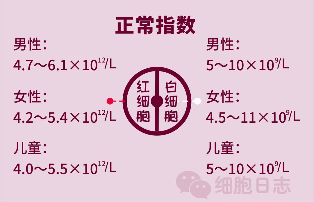 红细胞和白细胞是兄妹