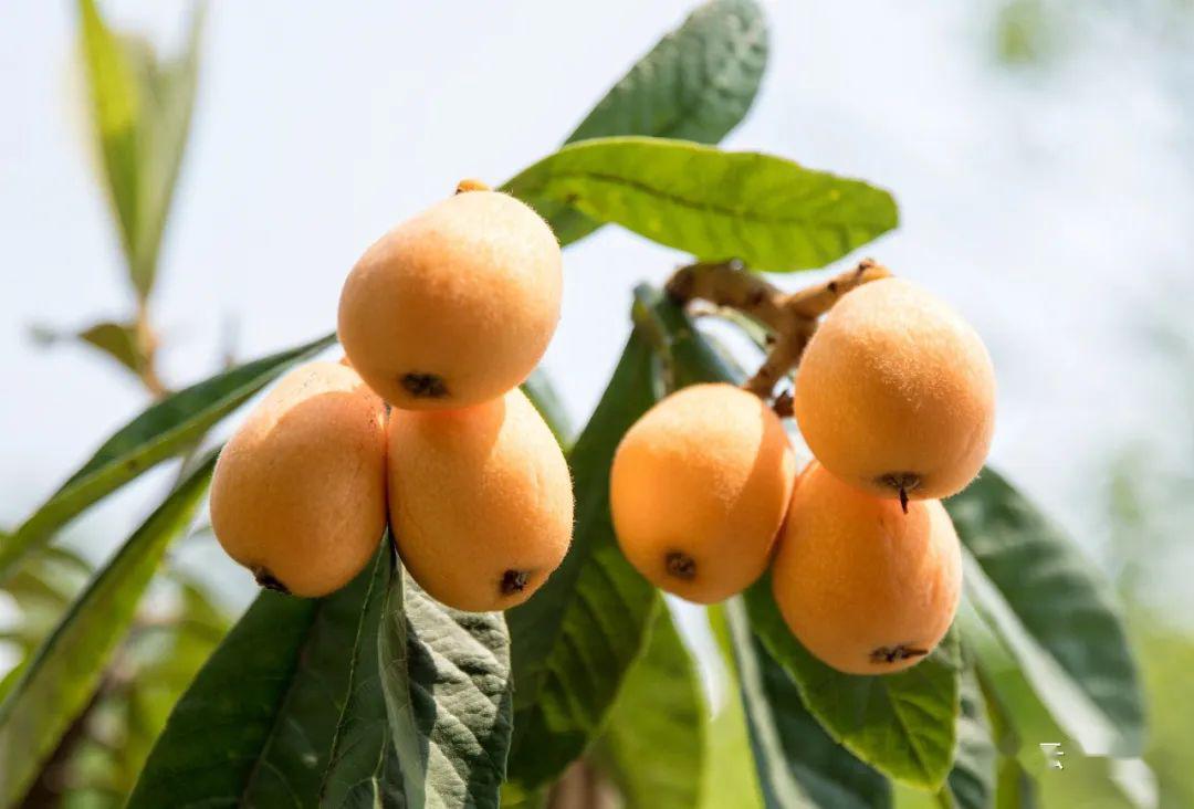 我叫云霄枇杷,这是我的简历,我为自己代言!