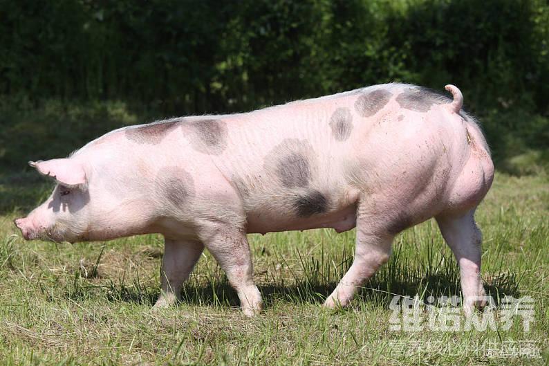 種公豬喂什麼飼料好?種公豬飼料配方比