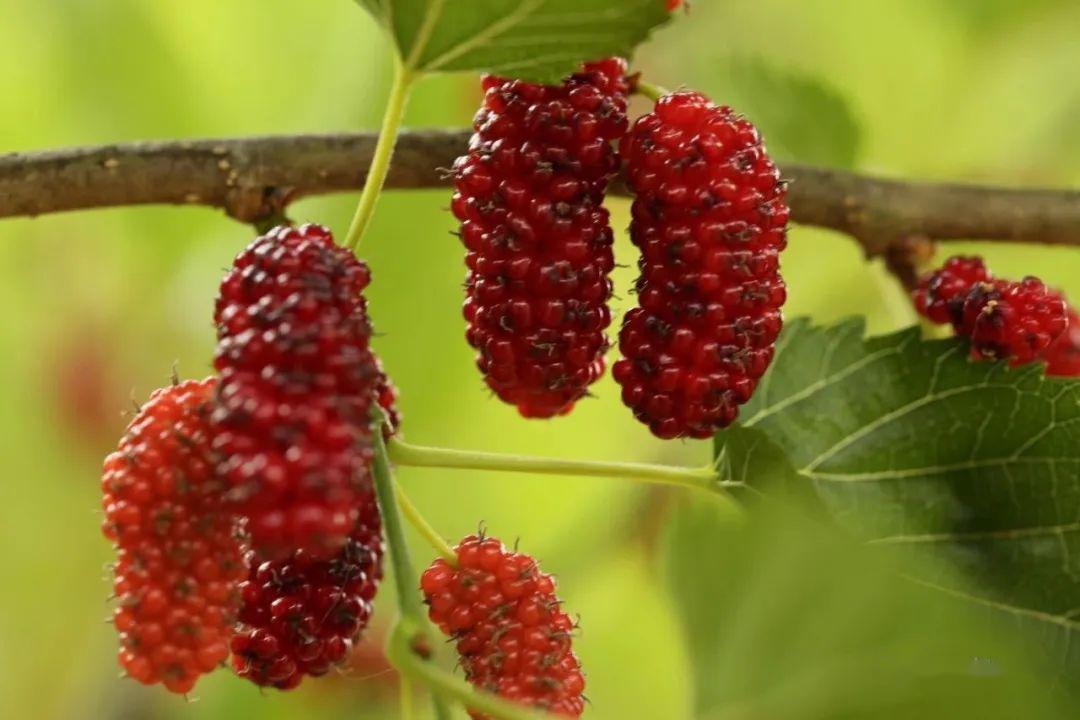 孩子们最喜欢吃的——桑葚鸟儿们最喜欢吃的——野樱桃德宏迎来了最