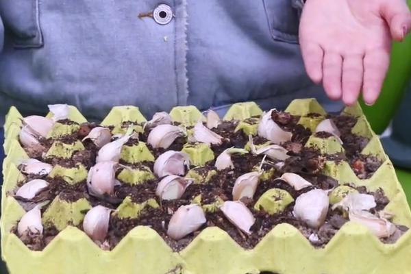 装鸡蛋的纸托别急着丢用处可大了