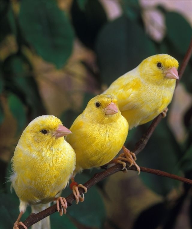 三年级语文课外阅读理解—叙事阅读_黄燕