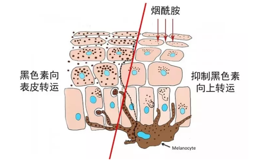 爆紅護膚界的神仙成分