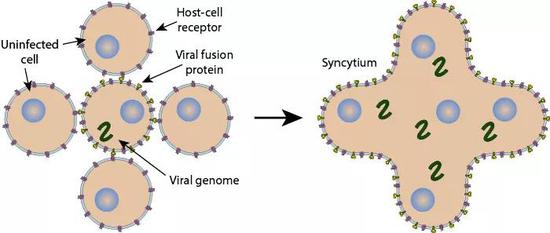 細胞研究新冠病毒的膜融合能力超強