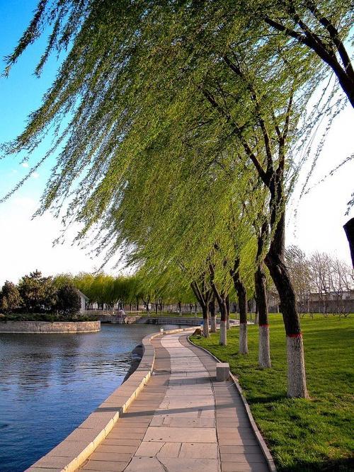 春风杨柳万千条 神州无恙 生命妖娆_阳光