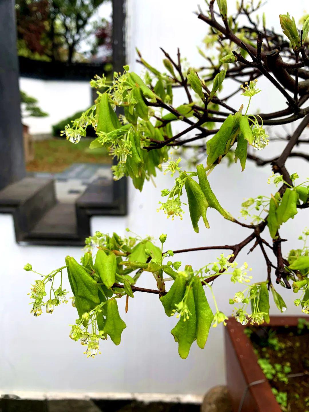 秋叶春花各擅胜场