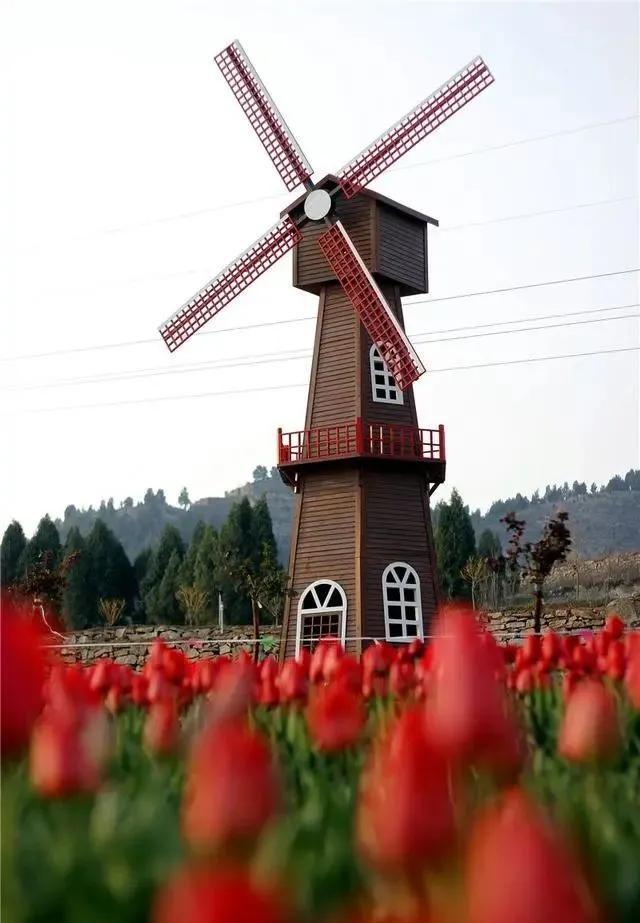 乡村振兴美景美炸了春天虞美人漫山坡平阴玫瑰芳蕾田园综合体花海绽放
