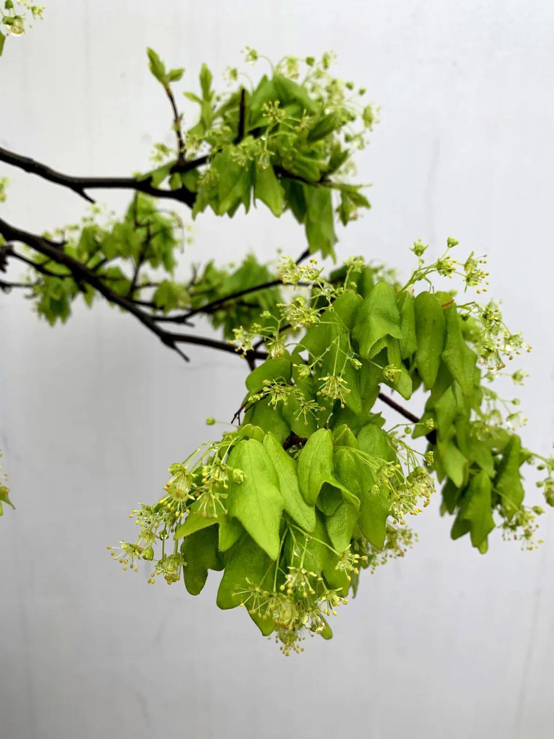 秋叶春花各擅胜场