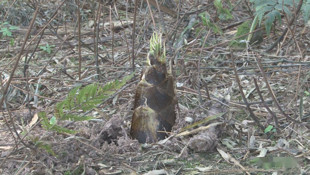 大雪山镇竹笋丰收农户增收