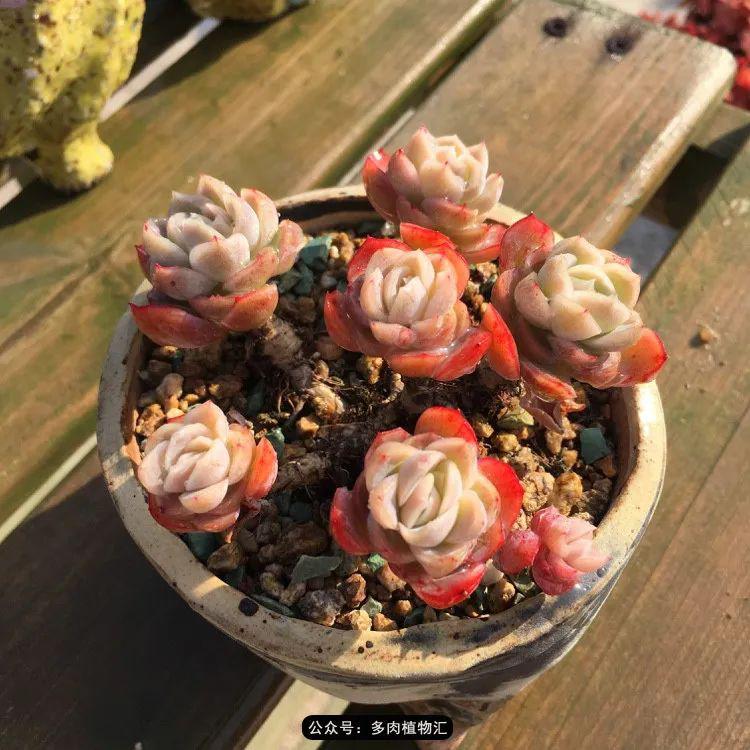 意外与多肉相遇未曾想眨眼间已经爱了整整五年