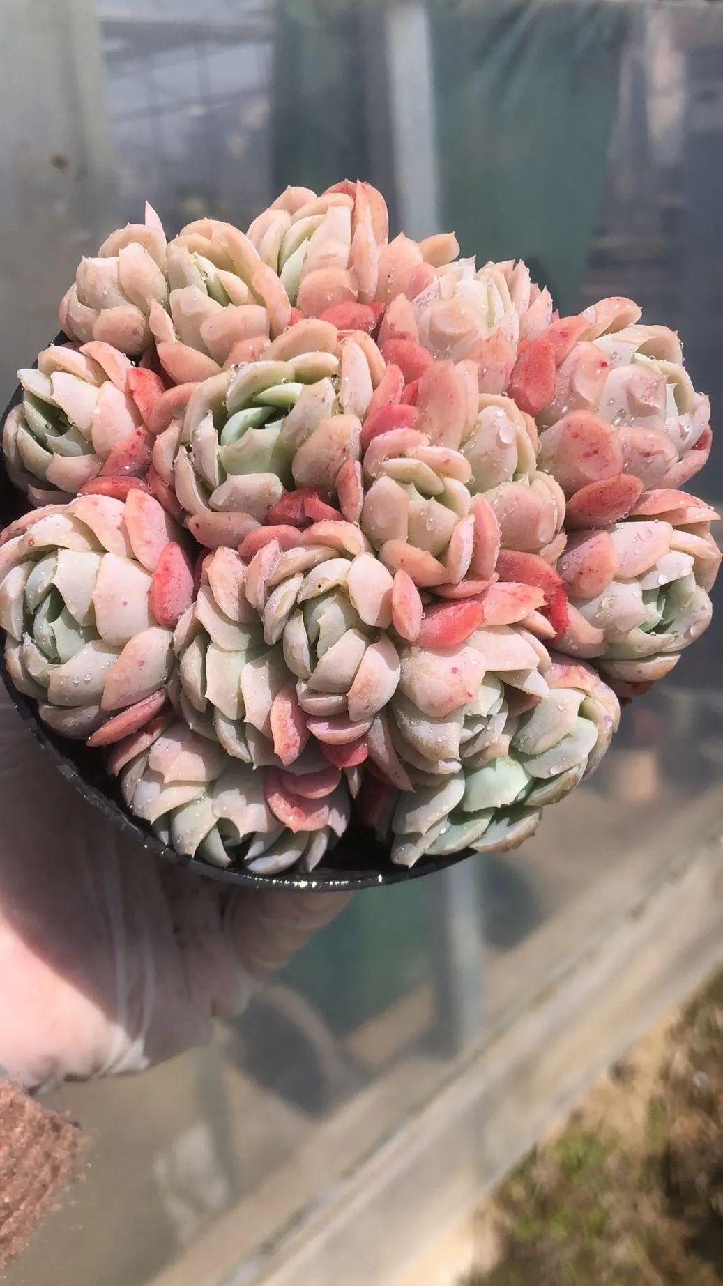 多肉植物:胭脂贝瑞