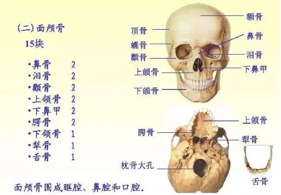 发型设计美学1面部骨骼的认识