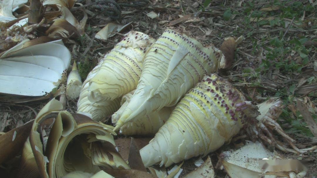 大雪山镇竹笋丰收农户增收