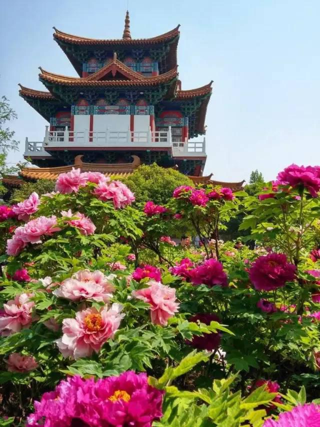 洛阳牡丹开了国色天香美到心里